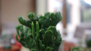 虚化绿植盆栽特写