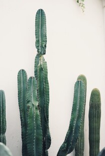 柱状仙人掌盆栽