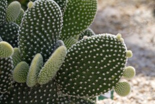 群生黄毛掌仙人掌