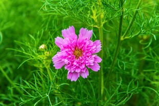 粉紫小花清新绿植背景