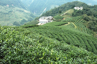 茶山风光