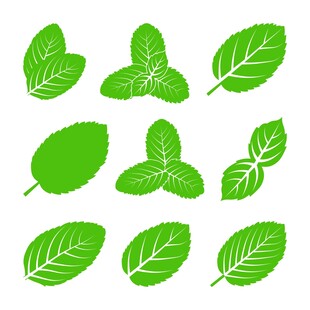绿色薄荷叶素材