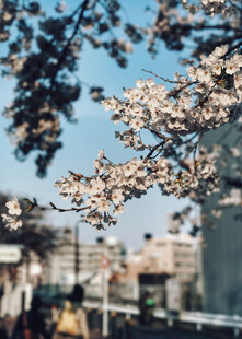 春日街头樱花盛景