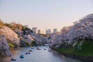 春日河畔樱花游船盛景