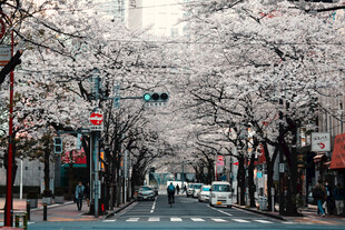 樱花掩映的城市街道