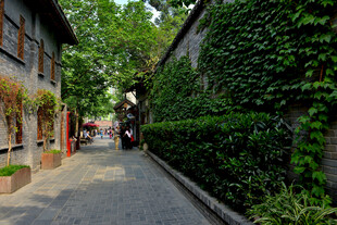 绿荫掩映老街步道