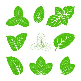 薄荷叶素材集