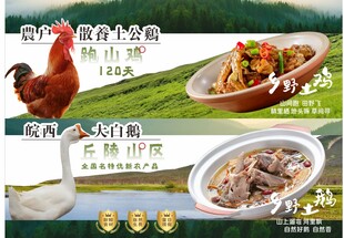 山林走地鸡 皖西大白鹅