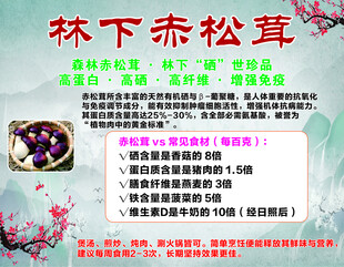 林下赤松茸宣传海报