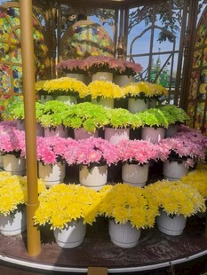 多层彩色菊花造景