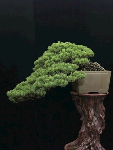 盆景