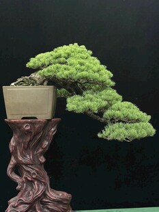 盆景