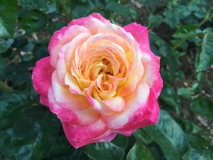 月季花