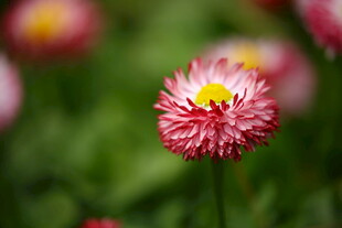 雏菊