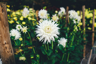 菊花