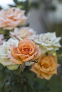 橙玫瑰花簇