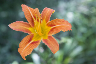 橙色萱草花