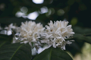 白色簇生花卉