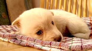 可爱幼犬