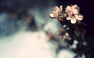 柔焦春日粉花意境