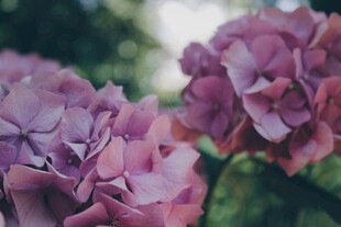 柔焦粉紫花卉