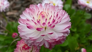 粉色重瓣花卉