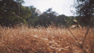 郊野荒草林地自然景观