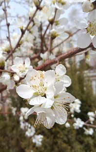春日枝头白色梨花