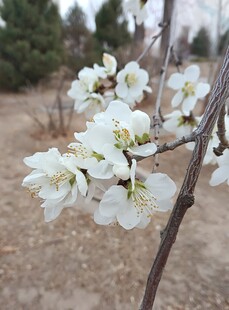 春日枝头白梨花