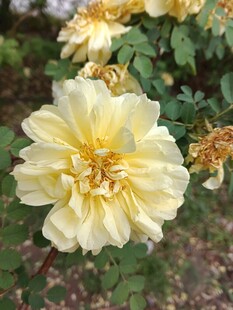黄刺玫花朵