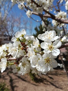 春日盛放白色梨花