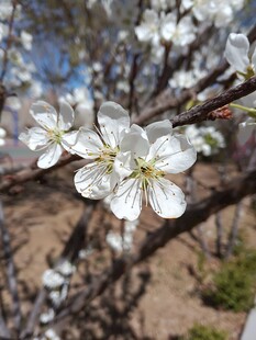 春日枝头盛放白梨花