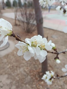 春日枝头白花绽放