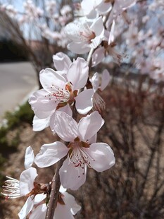 春日淡粉花枝