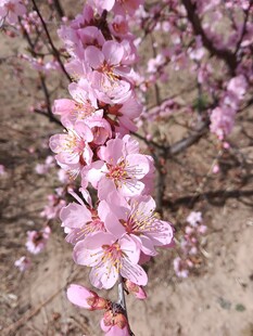 春日粉色桃花枝