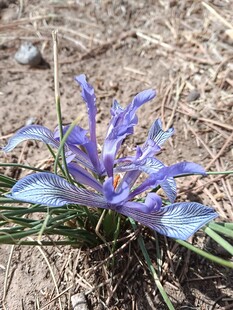 蓝紫色野花