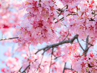 春日粉红花枝美景