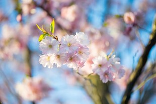 春日朦胧粉花美景