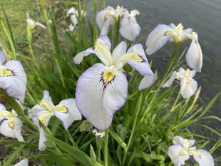 水边白色鸢尾花