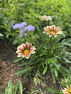庭院盛放的勋章菊