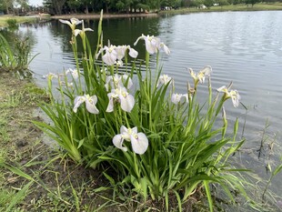 湖边白色鸢尾花
