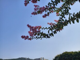 紫薇花