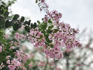 紫薇花
