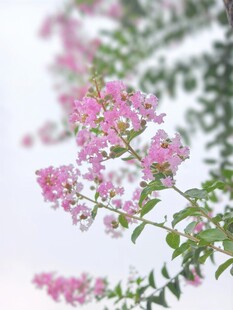 紫薇花