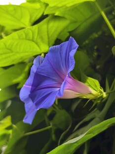 牵牛花