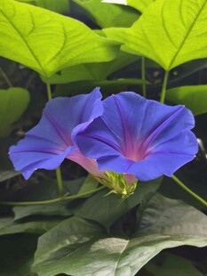 牵牛花