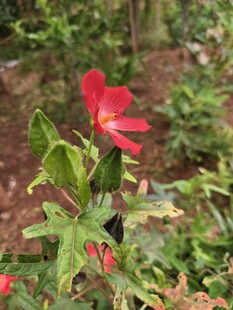 红色小花