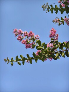 紫薇花