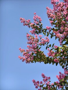 紫薇花