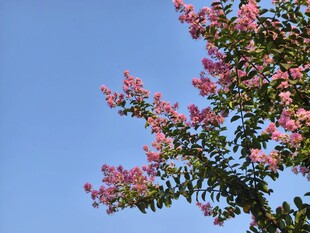 紫薇花